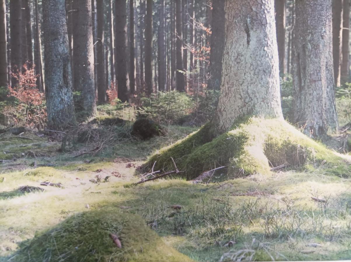 Ferienresidenz Wurmbergblick Leilighet Braunlage Eksteriør bilde